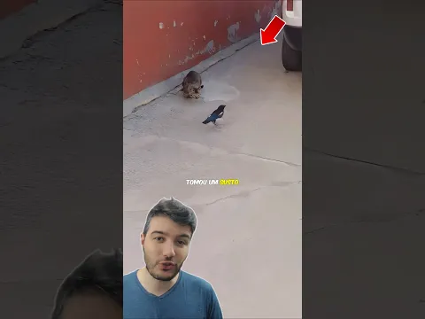 O Passarinho deu SORTE 🤣