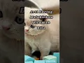 Download Lagu Arti Kucing Melahirkan Dirumah kita #shorts #dakwah #islam #kucing