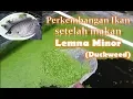 Download Lagu Hasil Percobaan Lemna Minor (Duckweed) sebagai Pakan Alternatif
