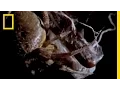 Spider Kills Bat | National Geographic