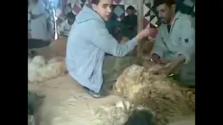 حسن مناع المرياض دندنها