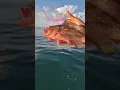 Download Lagu First catch of the day! #beautiful #cute #fish #fishing #redgrouper