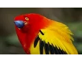 Download Lagu Pertunjukan Luar Biasa Bowerbird! | Kisah Hidup | BBC Earth