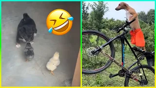 Estos perros te harán MORIR de risa 😂🐶
