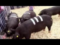 2016 MD - Poland China Gilts with Data