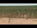 Wheat Prices Are Up 11 Percent