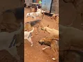 Dog mating episoed no1 please subscribe for more