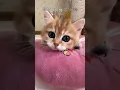 Download Lagu Cats Living the Life