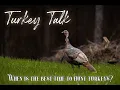WHEN IS THE BEST TIME TO HUNT TURKEYS - TURKEY HUNTING