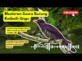 Download Lagu 🟡Masteran Burung Sangat AMPUH \u0026 MUDAH DI TIRU || Terbaru 2025 Suara KEDASIH UNGU + Gemericik Air