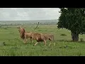 Download Lagu New: Kidong’oe Reunites with the Rongai Girls, 2Black Rock Boys in Rongai #lion #masaimara #wildlife