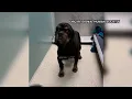 Dubuque Regional Humane Society Caring For Animals Removed From Manchester Home