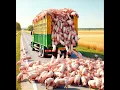 Lagu Fake AI- large scale escape of Pigs #farming #pigs