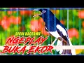 Download Lagu KACER NGEPLONG BUKA EKOR, BIKIN KACERMU CEPAT BEREAKSI