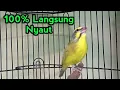 Download Lagu Mozambik Gacor Speed Rapat NGEROL PEDAS untuk masteran!