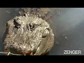 Terrifying Mating Calls Of 1 000lb Male Alligators