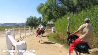 Why Ostrich Racing Is South Africa s Best Kept Secret
