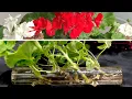 Download Lagu Geranium Propagation New And Effective Method