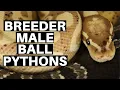 Understanding Breeder Male Ball Python Psychology - Benjamin s Exotics