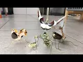 Praying Mantis Squad