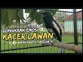 Download Lagu Suara Burung Kacer Bikin Lawan Emosi Gacor, Pancingan Kacer Agar Cepat Emosi Gacor