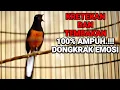 Download Lagu KRETEKAN dan TEMBAKAN SUARA AWALAN MURAI BATU 100% AMPUH merangsang EMOSI
