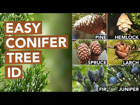 Download MP3 Not Every Conifer Is A Pine (Conifer Tree ID)