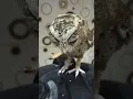 Download Lagu Celepuk, mini owl, dikasi makan abis maen di luar rumah 😁