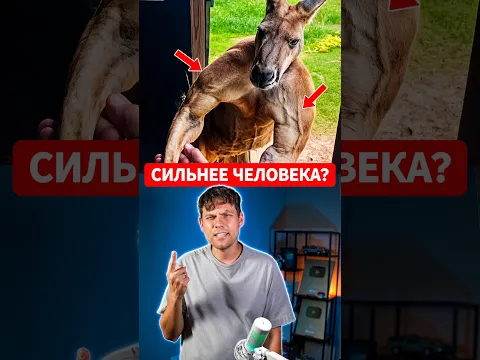Почему кенгуру выглядит как бодибилдер? 💪🦘