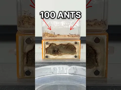Cleaning My Ant Farm