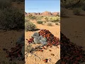 Download Lagu Brave Ranger Rescues Baby Eagle Covered in Beetles in Rocky Mountains! #wildlife #animals #eagle