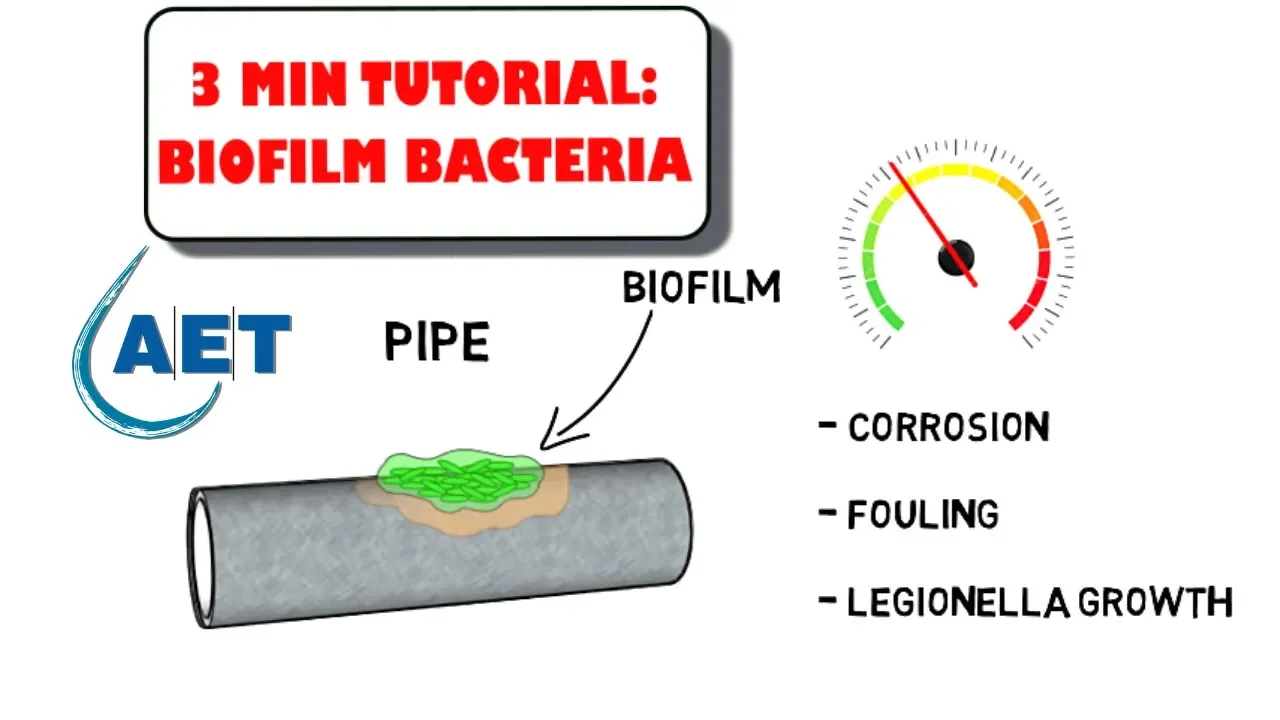 Beneficial Biofilm Bacteria - waste water treatment