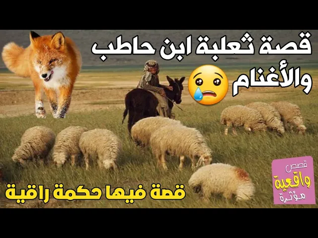 ⁣قصة ثعلبة ابن حاطب من فقير الى راعي ملئت اغنامه المدينة بالكامل حتى ترك صلاته ورفض ان يأدي الزكاة