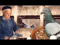 Download Lagu El PALOMAR rural. Carne de PALOMA para comer y uso de sus EXCREMENTOS como ABONO para el campo