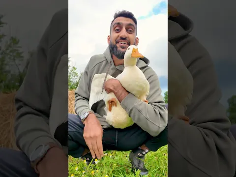 Let’s Make DUCK Food
