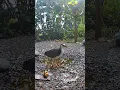 Download Lagu 🐧Funny white breasted waterhen bird sound 🦢 #birds
