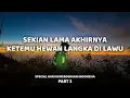 Download Lagu KEBERUNTUNGAN DI HARI KEMERDEKAAN - SOLO HIKING GUNUNG LAWU VIA SINGOLANGU #PART3