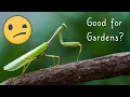 Praying Mantises 101 - Garden Pest Control for Stink Bug Spotted Lanternfly Mantis vs Hummingbird