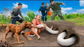 Expert Bravely Use Pitbull Dog Digs Up and Captures a Giant White Python