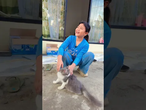 Makanan kucing dimakan #shortvideo