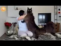 Download Lagu She Asked for a Maine Coon—She Got Zeus, the Giant Who Healed Her Heart