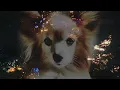Download Lagu Blonde Redhead - Rest Of Her Life (Choir Version) Feat. Brooklyn Youth Chorus (Official Lyric Video)