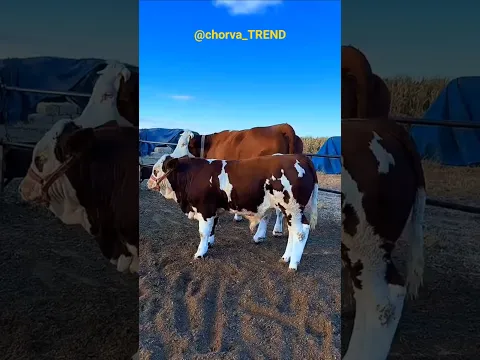 😱WOOOW!!! Simmental poroda ishqibozlari uchun!!! ❤❤❤ #simmental #limuzin