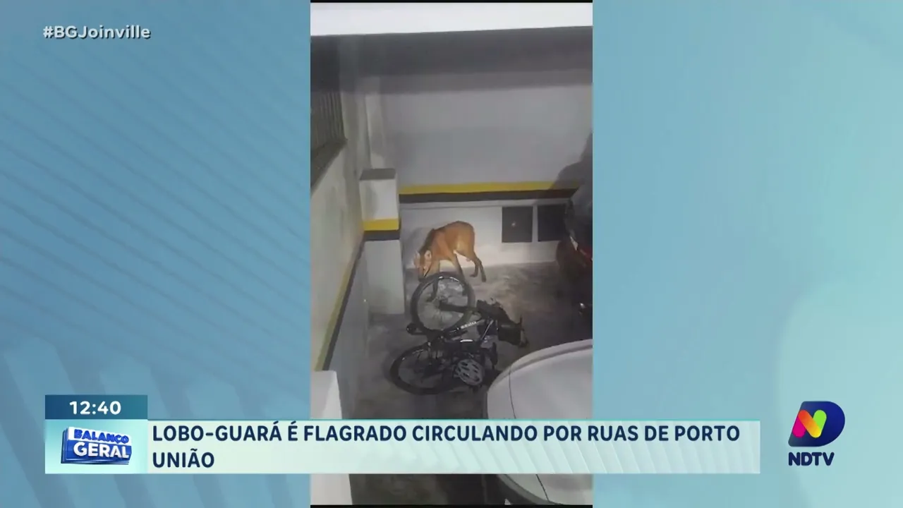 Cena rara: Lobo-Guará é flagrado passeando pelas ruas de Porto União"
