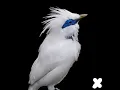 Cosmic (Original Mix)