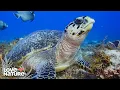 America s Largest Reef The Mesoamerican Reef Great Blue Wild 105