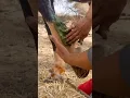 Does This Ancient Remedy Heal Horse Tendons