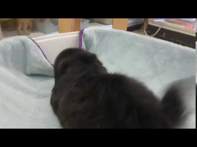 動画