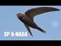 Suara walet SP 9 NAGA