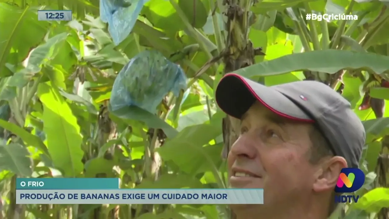 Frio exige cuidados extras na produção de bananas no Sul de SC
